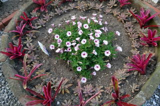 東側円筒花壇，ペチュニアが大きくなるまでの花壇